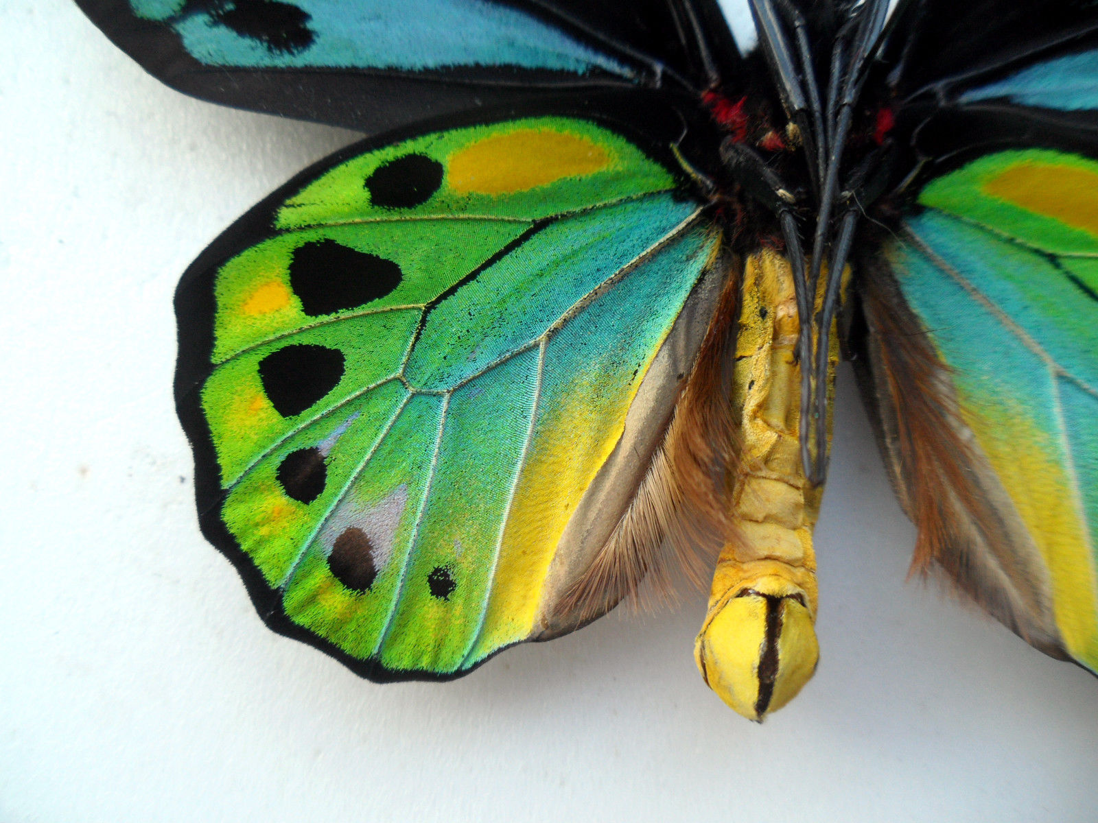 ORNITHOPTERA AESACUS MOSAIC GYNANDROMORPH 6 (Internet Image property of respective owner, non-commercial use only)